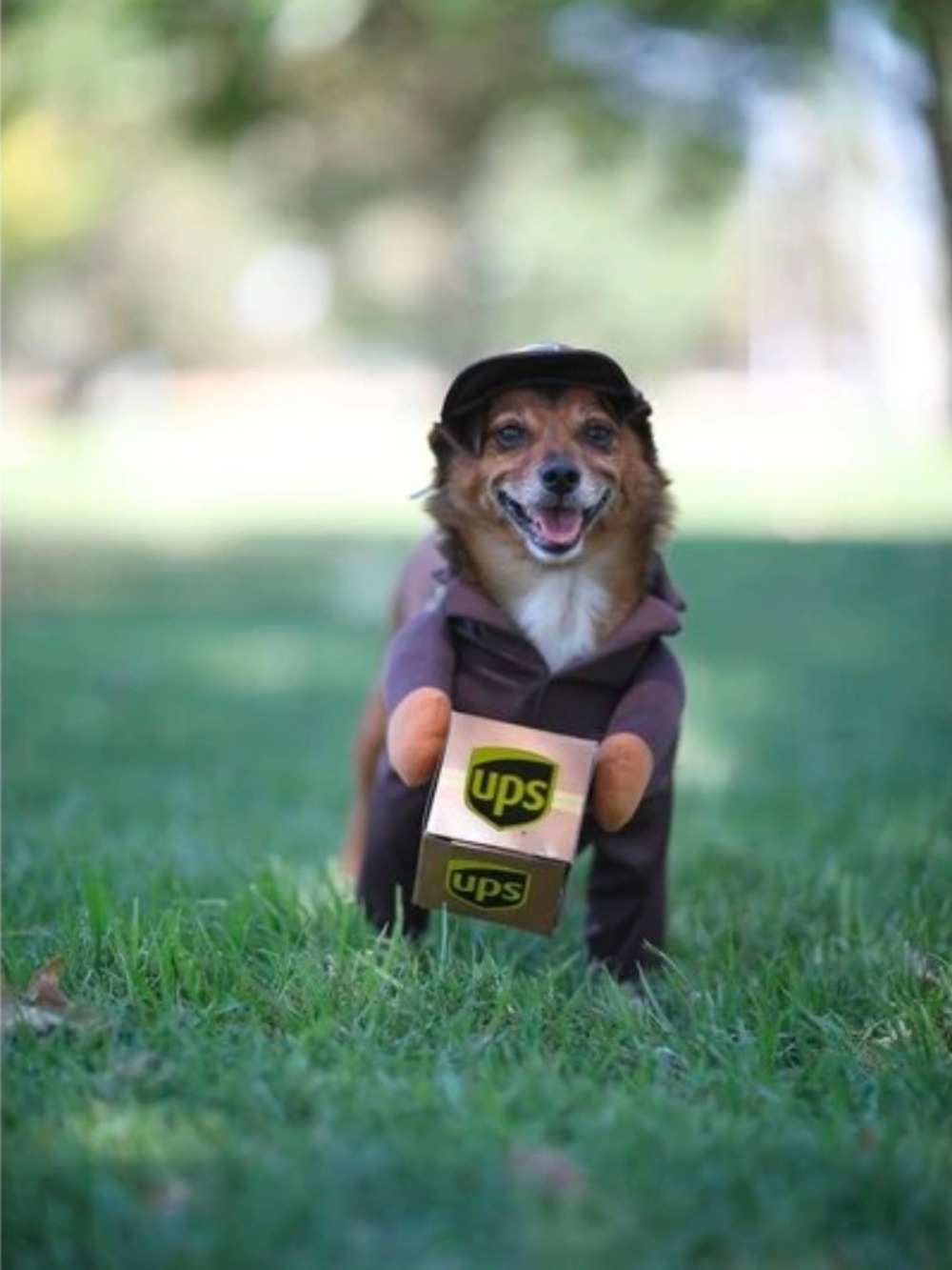 UPS Dog Costume Delivery Driver Outfit Hat & Package Pet Halloween Costume